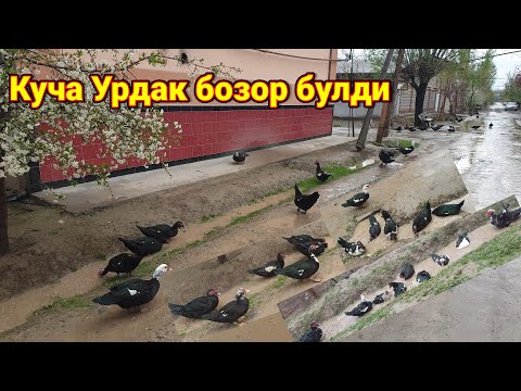 Видео: Ёввойи урдаклар кучани тулдирди ёмгир пайти
