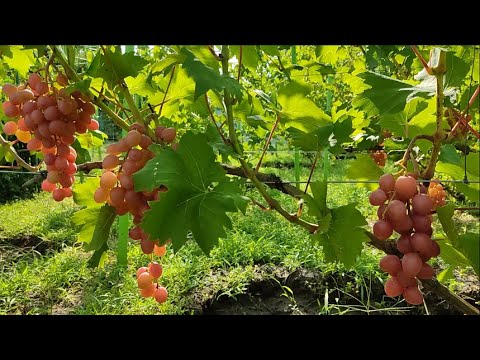 Видео: Дынька. Басанти. Зевс. Урожай 2021