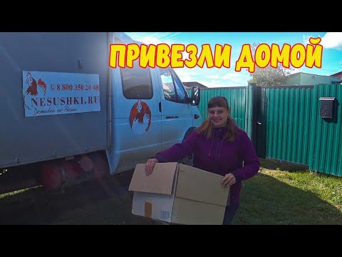Видео: У НАС ПОПОЛНЕНИЕ, СОБИРАЕМ УРОЖАЙ КАРТОФЕЛЯ.  ИЗ ГОРОДА В ДЕРЕВНЮ 531 серия