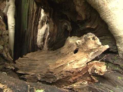 Видео: ZAPIS O SELU MRKONJICI, Запис о селу Мркоњићи родно мјесто светог Василија Острошког