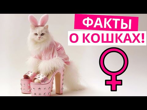 Видео: 12 увлекательных фактов о кошках!