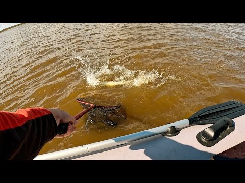 Видео: Только на ЭТУ ПРОВОДКУ клюет Судак, наловился от души