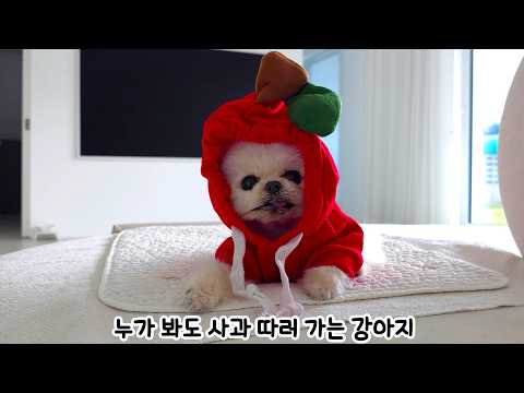 Видео: День щенка, ставшего фермером по выращиванию яблок