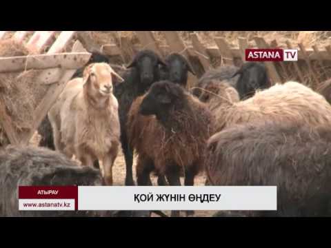 Видео: Атыраудағы жүн өңдеу фабрикасына жергілікті қой жүндері сәйкес келмей тұр