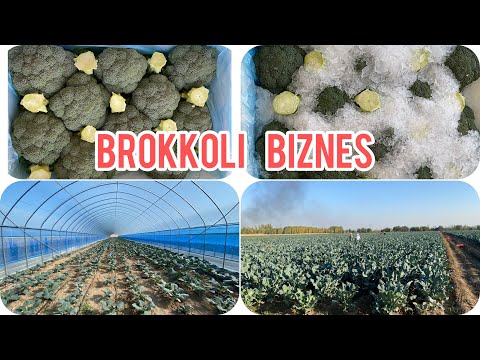 Видео: Brokkoli biznesi va yangiliklari        Давай учим вращение брокколи #брокколи