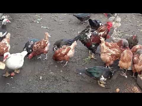 Видео: 22 августа 2025 г.