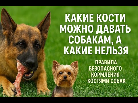 Видео: Какие кости можно давать собакам, а какие нельзя. Правила безопасного скармливания костей собакам.