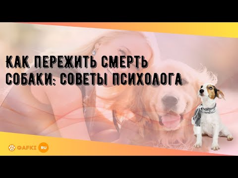 Видео: Как пережить смерть собаки: советы психолога