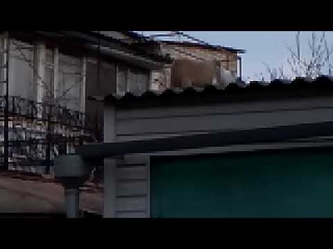 Видео: Батл кошек (# 2)