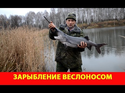 Видео: Зарыбление веслоносом. Озеро Кошкино