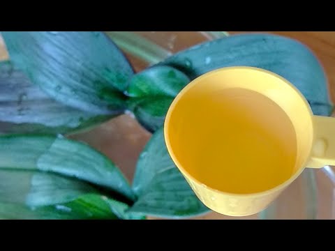 Видео: СМЕШАЙ орхидеи ЭТО! корни ТОЛЩЕ, листья СИЛЬНЕЕ! РЕАНИМАЦИЯ! орхидеи РЕАКЦИЯ! СУКЦИНАТ АММОНИЯ!