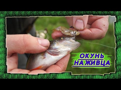 Видео: ✅Окунь на живца