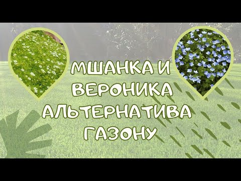 Видео: Мшанка шиловидная и Вероника нитевидная как альтернатива классическому газону.