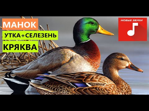 Видео: 🔊ЗВУК ГОЛОС УТКА КРЯКВА ОСЕНЬ