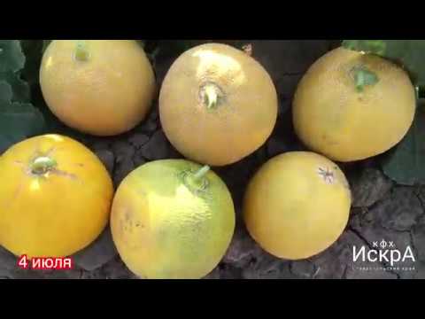 Видео: Дыня Айкидо F1. Посев на рассаду 18 марта.