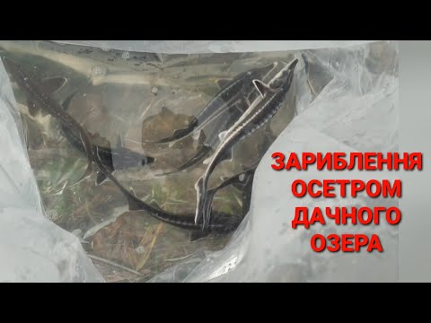 Видео: Осетр білужний бестер, сибірський осетр в  ставку біля дому. Для чого запускати амура в озеро?