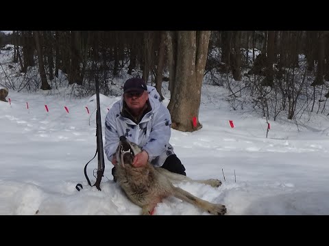 Видео: По следам ВОЛКОВ .