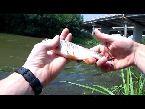 Видео: Рыбалка на реке Меша в конце июля, голавль, окунь, судак. Где крупная рыба?