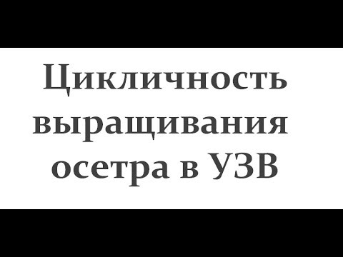 Видео: Цикличность выращивания осетра в УЗВ ! The cyclical nature of cultivation of sturgeon in RAS