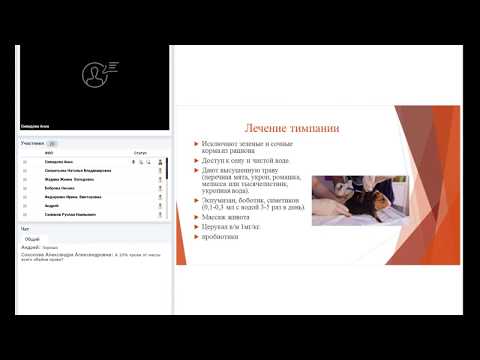 Видео: Болезни хомяков, крыс, морских свинок. Правила приема, диагностика, лечение.