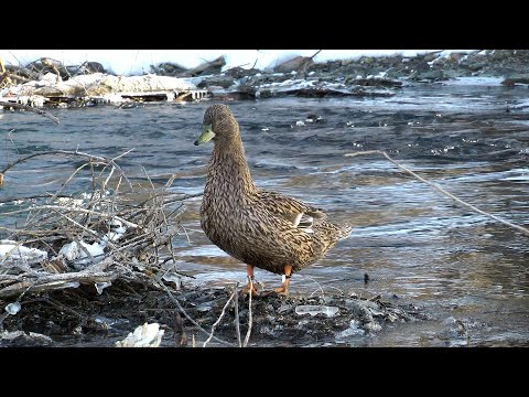 Видео: Всё о подсадных утках | Семёновской породе 300 лет | Рассказ охотоведа