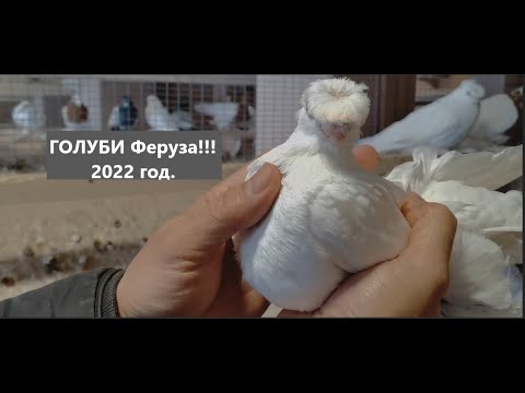 Видео: Узбекские ГОЛУБИ Феруза  на племя 22г