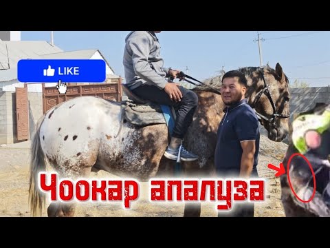Видео: Мин аттын ичинен таныласын озгочо