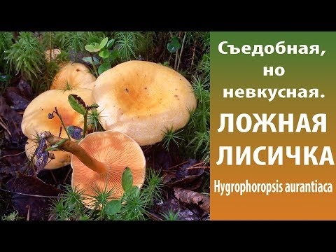 Видео: Съедобная, но невкусная. Ложная лисичка - Hygrophoropsis aurantiaca.