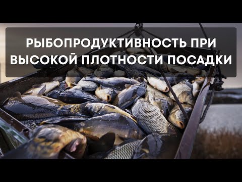 Видео: Плотность посадки 7000 шт/га! Садовский рыбхоз, итоги 2024 года