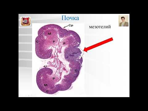 Видео: Лекция № 23. Почка. Нефрон. Kidney