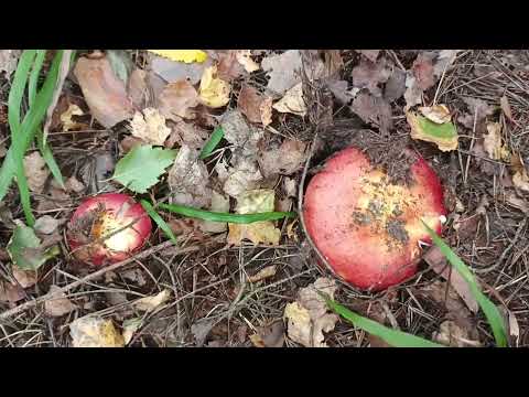 Видео: На белые не рассчитывала