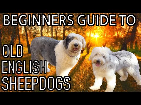 Видео: Руководство для начинающих по породе СТАРЫХ АНГЛИЙСКИХ ОВЧАРОК