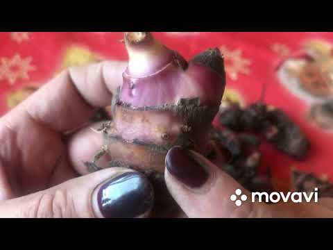 Видео: Канны🪴 проращивание, мои ошибки прошлого года. Почему Канны не цвели.