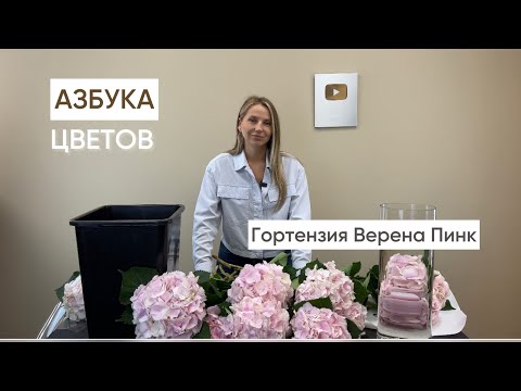 Видео: АЗБУКА ЦВЕТОВ. ГОРТЕНЗИЯ ВЕРЕНА ПИНК.