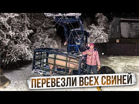 Видео: Забрали последних поросят. Трудимся всей семьей на ферме | Молодая Ферма