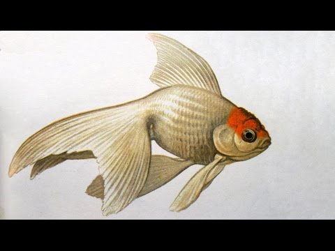 Видео: Золотая рыбка (Carassius auratus) - Аквариумные тропические рыбы № 8