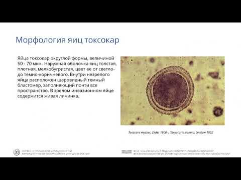 Видео: Токсокароз: современные подходы к проблеме