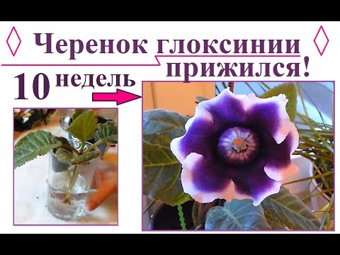 Видео: Черенок глоксинии прижился и расцвел за 10 недель.