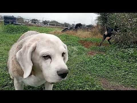 Видео: Мы так сильно его любим! Бильбуся 15.08.2025😍😍😍😍