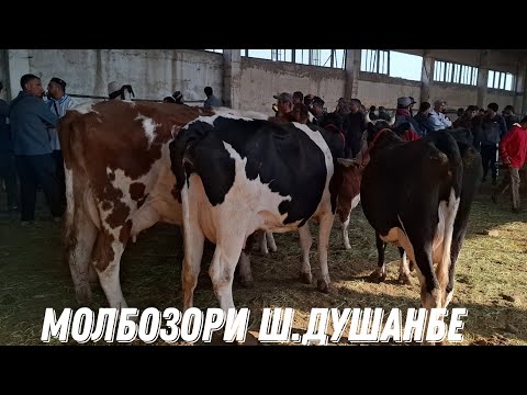 Видео: 😱НАРХХО АРЗОН Ё КИММАТ🤷‍♂️. МОЛБОЗОРИ ЛЕНИНСКИЙ РАЙОН. 8 октября 2025 г