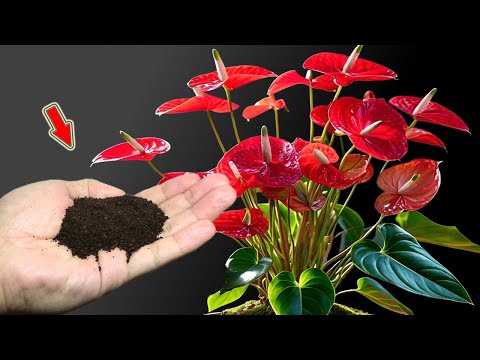 Видео: Просто кофе! Антуриум внезапно укоренился и расцвёл как сумасшедший!