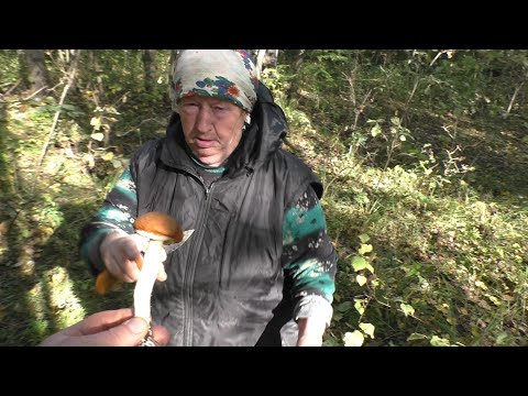 Видео: С БАБУШКОЙ ПО ГРИБЫ В ЛЕС! Что значит ГРИБНИЦА СО СТАЖЕМ! Бабушка как всегда ГЛАЗАСТАЯ!!!