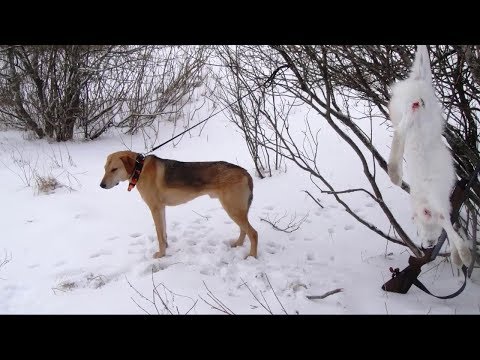 Видео: По белой тропе с русскими гончими