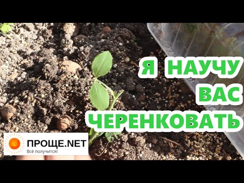 Видео: Черенкование "от"и"до" на примере розы🌹 Осмос, или"страшный" секрет успешного черенкования!🌿🌿🌿