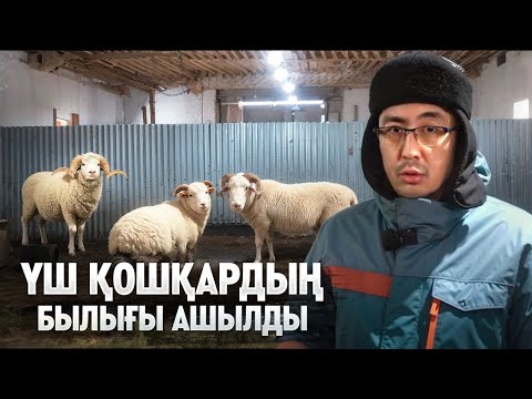 Видео: ҚОЙҒА ТЫҒЫЛЫП КІРГЕН ҮШ ҚОШҚАР БҮКІЛ ПЛАНДЫ ҚҰРТТЫ. ҚОЙДЫ ҚОЛДАН ҰРЫҚТАНДЫРУ ТӘСІЛДЕРІ.