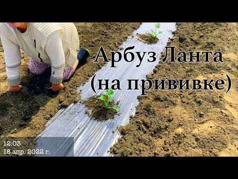 Видео: Арбуз Ланта  Антипрививочникам не смотреть!!!   HD 720p