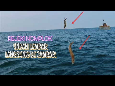 Видео: ВИНДФАЙР ‼️ МОЖНО ДОБЫТЬ РЫБУ ДЛЯ ГАРНИРА ‼️ #рыбалка #забастовка