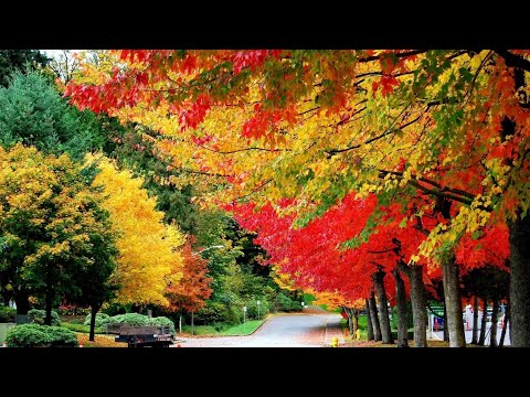 Видео: КАРТА ДНЯ НА 3 НОЯБРЯ 2025 ГОДА