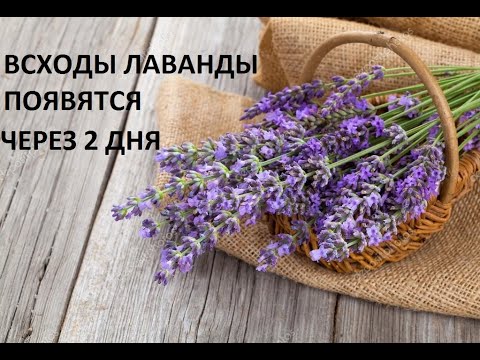 Видео: Как улучшить всхожесть лаванды.