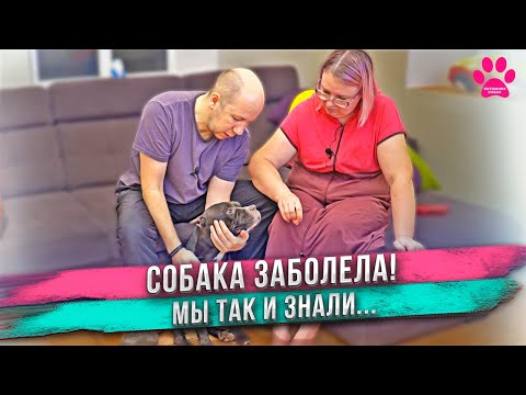 Видео: Мы виноваты. Не делайте так как мы! Пиометра у собак.